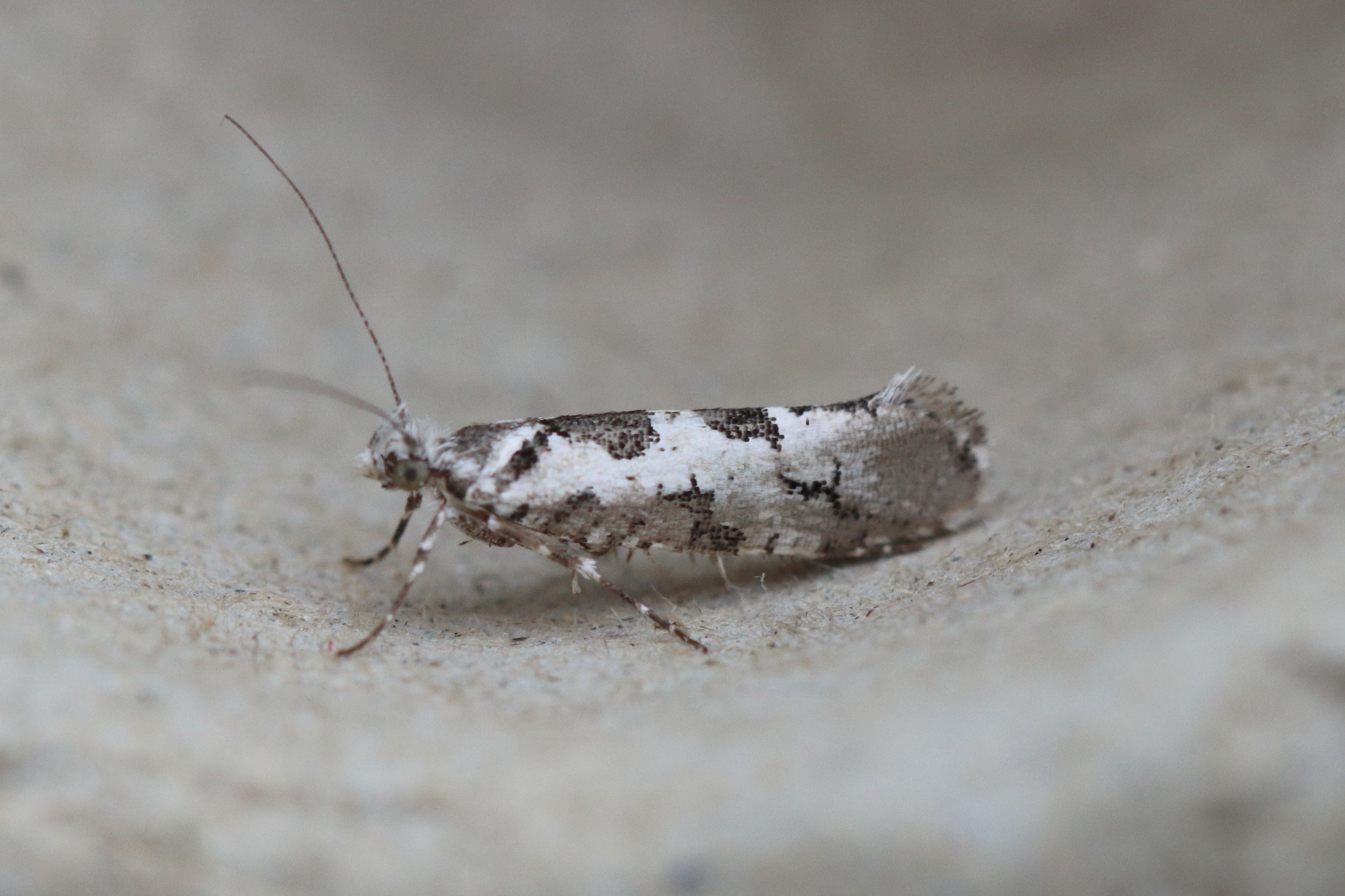 Photo of Pied Smudge (Ypsolopha sequella)